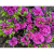 4e66220815a821a5014597513edf0242.png