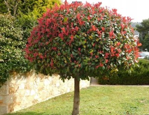 Głogownik Frasera na pniu 120 cm Carre Rouge C2 sadzonka 2l - efektowne drzewko