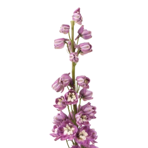 Ostróżka Deep Rose White Bee P11 sadzonka 1l