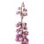 Ostróżka Deep Rose White Bee P11 sadzonka 1l