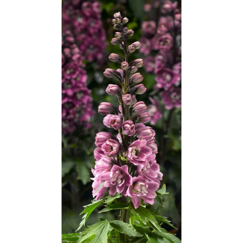 Ostróżka Deep Rose White Bee P11 sadzonka 1l