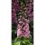Ostróżka Deep Rose White Bee P11 sadzonka 1l