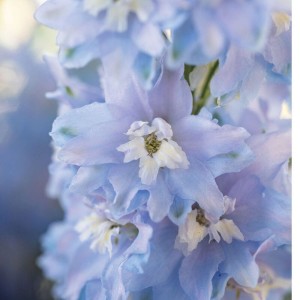 Ostróżka Sky Blue White Bee P11 sadzonka 1l