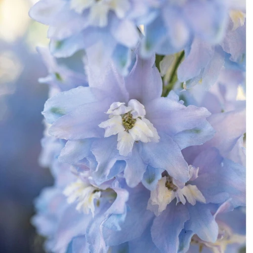 Ostróżka Sky Blue White Bee P11 sadzonka 1l