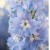 Ostróżka Sky Blue White Bee P11 sadzonka 1l