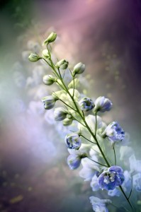 Ostróżka Sky Blue White Bee P11 sadzonka 1l