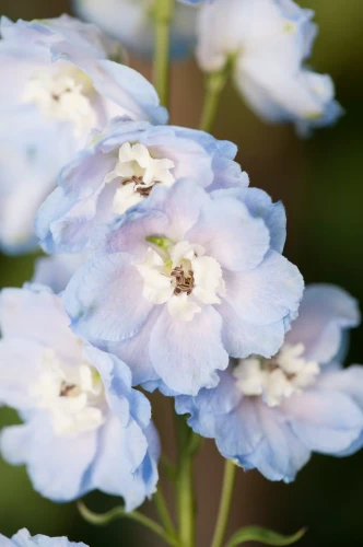 Ostróżka Sky Blue White Bee P11 sadzonka 1l