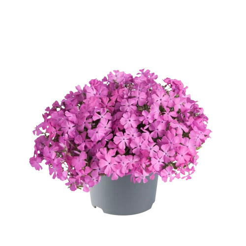 6238c1cff7b852873913357cd61ff552.webp