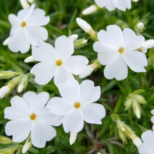 Floks Szydlasty White Delight P9 sadzonka 0,5l - obficie kwitnie wiosną i ma niskie wymagania