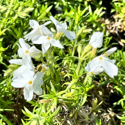 Floks Szydlasty White Delight P9 sadzonka 0,5l - idealny na skalniaki