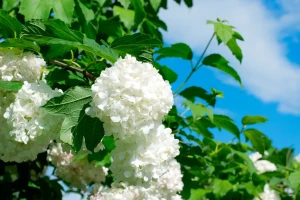 3c0c5b5eec5860299a8faf861c92aa65.webp