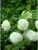 dd7116e1ba57b868fa03432bda1c6a1e.webp