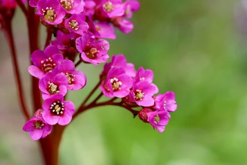 Bergenia grubolistna P9 sadzonka 0,5l - dzwonkowate różowe kwiatostany