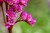 Bergenia grubolistna P9 sadzonka 0,5l - dzwonkowate różowe kwiatostany