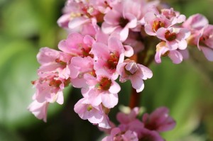 Bergenia grubolistna P9 sadzonka 0,5l - skórzaste liście o wczesne kwitnienie