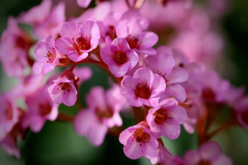 Bergenia grubolistna P9 sadzonka 0,5l - również sprawdzi się nad oczka wodne
