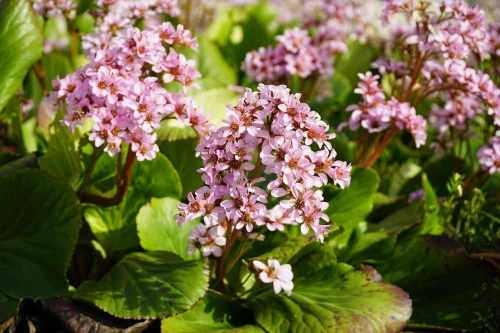 Bergenia grubolistna P9 sadzonka 0,5l - długowieczna bylina okrywowa na rabaty