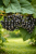 bfa4de499077ce20b8e417be98279932.png