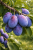 f9c89b7b8012ee3ce6105870aa588c8f.png