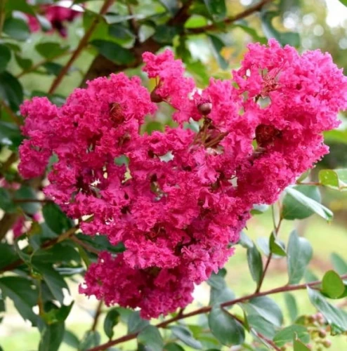 Lagerstroemia indyjska Pink P9 sadzonka 0,5l - bujne, różowe kwiaty