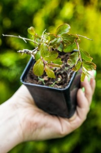 Lagerstroemia indyjska Pink P9 sadzonka 0,5l - zdjęcie naszej sadzonki