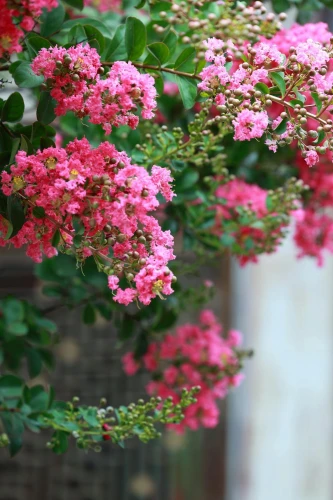 Lagerstroemia indyjska Pink P9 sadzonka 0,5l - ozdoba ogrodu