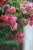 Lagerstroemia indyjska Pink P9 sadzonka 0,5l - ozdoba ogrodu