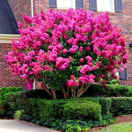 Lagerstroemia indyjska Pink P9 sadzonka 0,5l - egzotyczny klimat