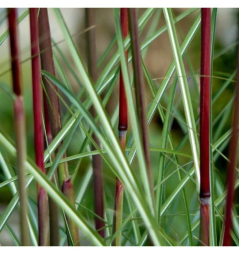 75b2b1b694989e232b40e745ae376a3f.jpg