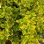 Trzmielina Fortunea Emerald n Gold P9 sadzonka 0,5l