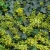 Trzmielina Fortunea Emerald n Gold P9 sadzonka 0,5l