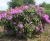 debde164d2f346b2a87aaed90e91968e.webp