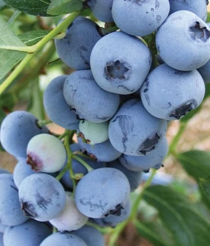 Borówka amerykańska Bluecrop P9 sadzonka 0,5l - słodkie owoce