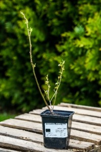 Borówka amerykańska Bluecrop P9 sadzonka 0,5l - zdjęcie naszej sadzonki