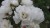 87195cbe10dd71f155ae571f960ffea4.jpg