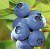 Borówka amerykańska Bluecrop P9 sadzonka 0,5l - obfite plony