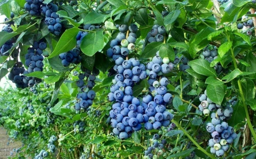 Borówka amerykańska Bluecrop P9 sadzonka 0,5l - wysoka odporność