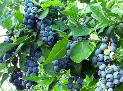 Borówka amerykańska Bluecrop P9 sadzonka 0,5l - królowa wśród borówek
