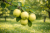 6a91a37b30648897b6107d2e72baf88d.png