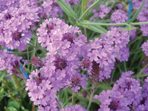 Werbena Venosa lilac P9 sadzonka 0,5l - miododajna bylina