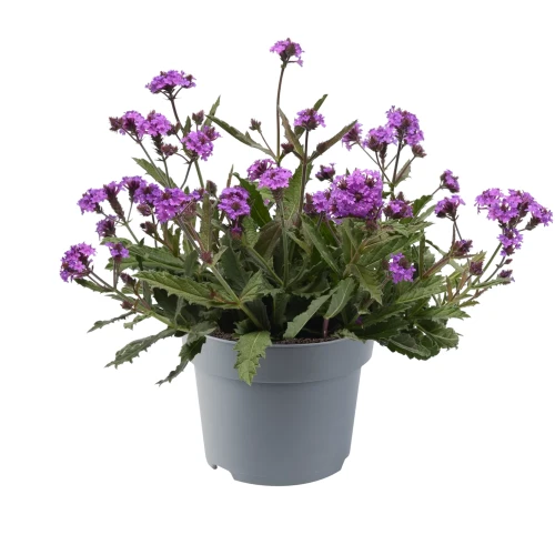 Werbena Venosa lilac P9 sadzonka 0,5l - fioletowe kłosy wabiące motyle