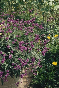 Werbena Venosa lilac P9 sadzonka 0,5l - zwarty pokrój i obfite kwitnienie