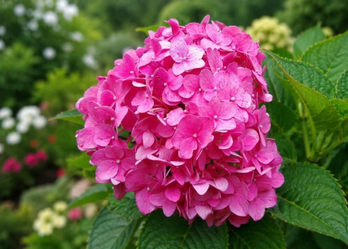 Hortensja ogrodowa Ningbo P9 sadzonka 0,5l
