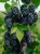 b59ff788cdc0a080544ca6e1c1b02155.webp