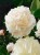 98c97e49d9d347560ee320ff8c300afc.jpg