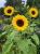 17da7a4d649a121167e06f10c96a7b8a.png