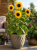0ff357cea172a3f957c8869d913344d2.png