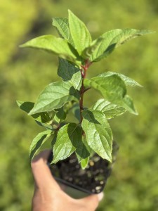 Hortensja bukietowa Magical Monte Verde P9 sadzonka 0,5l