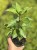 Hortensja bukietowa Magical Monte Verde P9 sadzonka 0,5l