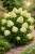 Hortensja bukietowa Magical Monte Verde P9 sadzonka 0,5l